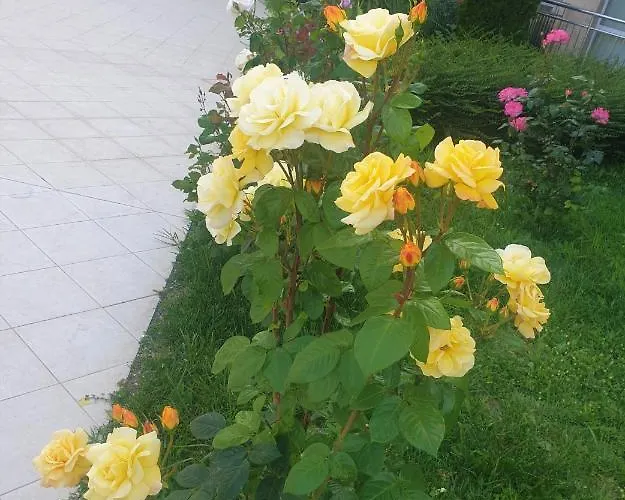 Elisa アパート ビャラ